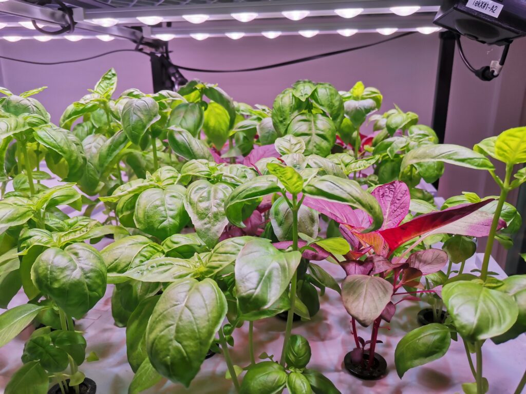 Basil plants growing from aeroponics